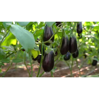 Fresh Brinjal 